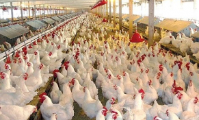  Trung Quốc đồng ý xem xét bỏ lệnh cấm nhập khẩu gia cầm từ Việt Nam