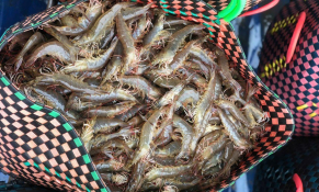 Thủy sản Hà Tĩnh giữ đà tăng trưởng, kỳ vọng phục hồi giá tôm cuối năm