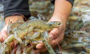 Ngành tôm dự kiến giảm tốc đáng kể trong năm 2024