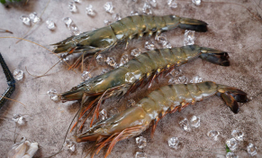 Xuất khẩu tôm sang các thị trường đồng loạt giảm hai con số