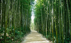 Phát triển ngành tre Việt Nam theo chuỗi giá trị hàng hoá và định hướng mô hình kinh tế tuần hoàn