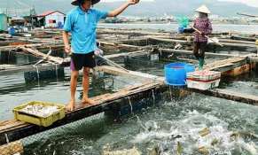 Thay đổi mẫu Giấy chứng nhận kiểm dịch động vật dưới nước nhập khẩu vào EU