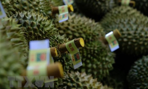 Năm vùng trồng sầu riêng của Bà Rịa-Vũng Tàu được cấp mã vùng