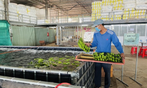 Dự kiến năm 2023, tỉnh Đồng Nai xuất khẩu trên 500 ngàn tấn chuối