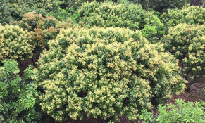 Bắc Giang tập trung chỉ đạo sản xuất vải thiều giai đoạn ra hoa