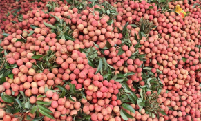 Sản lượng vải thiều Bắc Giang dự đoán giảm đáng kể trong năm 2024