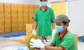 Đắk Lắk đã được phê duyệt 23 mã số vùng trồng sầu riêng xuất sang Trung Quốc