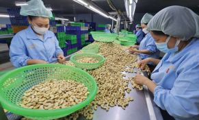 Giá xuất khẩu hạt điều của Việt Nam đang ở mức cao nhất kể từ tháng 01/2024