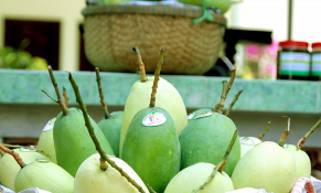 Xoài Việt Nam xuất khẩu sang Hàn Quốc tăng mạnh về lượng và giá trị