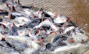 VASEP: Nguyên nhân xuất khẩu cá tra tăng trưởng chậm lại