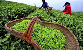 Chè Việt Nam còn nhiều triển vọng thị phần tại Mỹ
