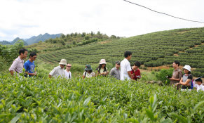 Nguyên nhân khiến xuất khẩu chè Việt Nam thấp hơn so với giá thế giới