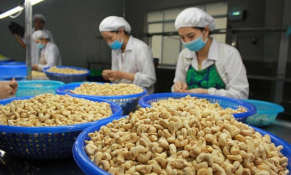 Hiệp hội Điều Việt Nam (Vinacas): Xuất khẩu điều năm 2022 gặp nhiều khó khăn