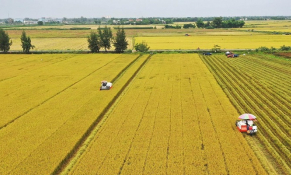 3 lý do giúp hoạt động xuất khẩu gạo của Việt Nam phát triển ổn định 