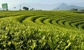 Doanh nhân trẻ trăn trở với nông nghiệp hữu cơ 