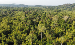 Xây dựng ngành lâm nghiệp trở thành một ngành kinh tế, kỹ thuật