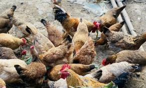 Bắc Ninh triển khai tháng vệ sinh, khử trùng tiêu độc môi trường chăn nuôi