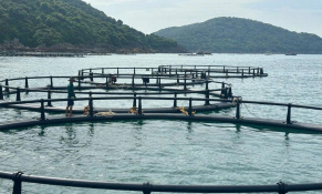 Khơi thông tiềm năng từ Nghị quyết 68: Câu chuyện nuôi cá lồng ở Hòn Mê