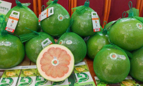 Bưởi Việt Nam chính thức chinh phục thị trường Úc