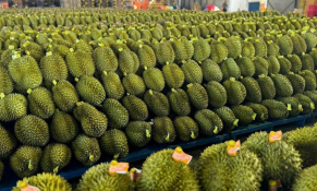 Áp mã vùng trồng, liên kết xuất khẩu - hướng đi đúng cho ngành sầu riêng phát triển bền vững