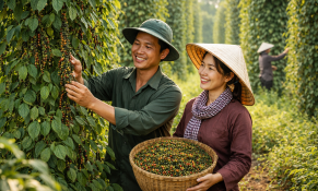 Giá tiêu hôm nay 29/3: Thị trường nội địa và thế giới đồng loạt tăng mạnh, Đắk Lắk chạm mốc 140.500 đồng/kg