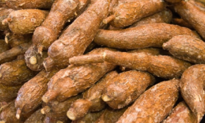 Thị trường sắn quý I/2026: giá tăng, xuất khẩu bứt phá nhưng tiềm ẩn rủi ro