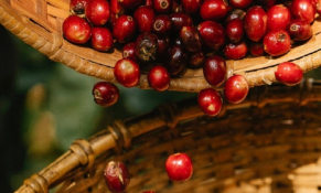Cà phê Việt trước cơ hội mở rộng thị phần toàn cầu