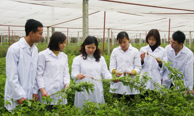 Khai phóng tiềm năng quốc gia từ thảo dược