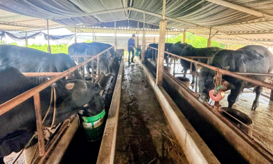 Chăn nuôi bò ở Quảng Trị chuyển hướng để bắt nhịp thị trường