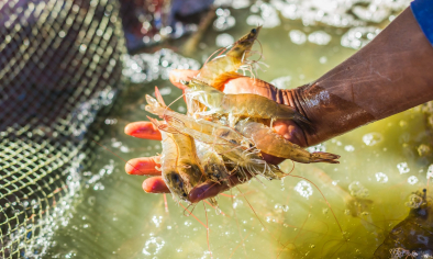 Giải bài toán chi phí ngành tôm bằng tư duy thuật toán AI