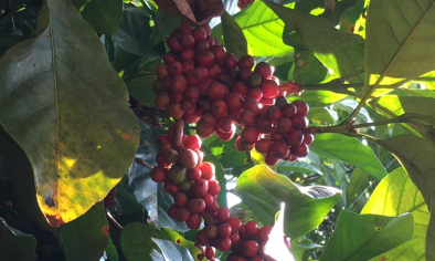 Cà phê mít Quảng Trị định hình lại chuỗi giá trị nông sản đặc hữu