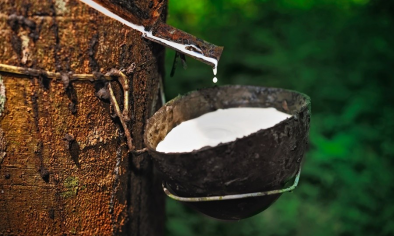 Giá cao su tăng trở lại, thị trường đối mặt nhiều biến động