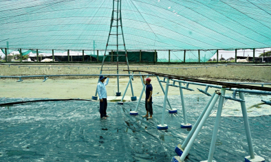 Quảng Trị thúc đẩy nuôi tôm theo hướng công nghệ cao và bền vững