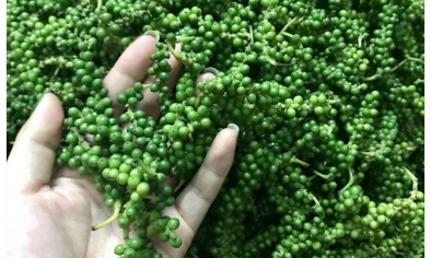 Hạt tiêu Việt hưởng lợi từ chu kỳ tăng giá mới