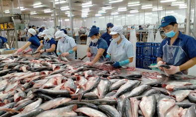 Bản đồ xuất khẩu cá tra trước xu hướng phân hóa thị trường toàn cầu