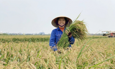 Gạo Việt định vị thương hiệu tại châu Âu