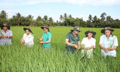 Gạo Việt trước áp lực cạnh tranh và biến động giá