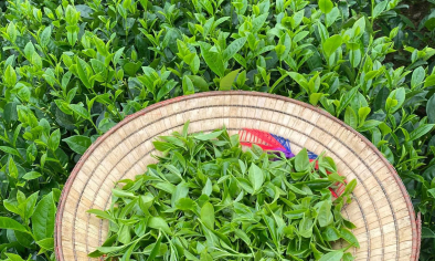 Xuất khẩu chè Việt Nam đón nhận nhiều tín hiệu tích cực