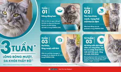 Các dấu hiệu đơn giản giúp đánh giá sức khỏe của mèo cưng