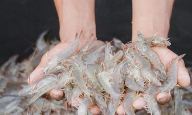 Ấn Độ đẩy mạnh xuất khẩu tôm chế biến giữa áp lực thuế quan từ Mỹ