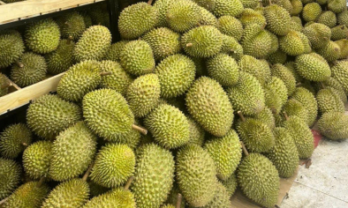 Cần Thơ tìm giải pháp phát triển ngành hàng sầu riêng đạt chất lượng xuất khẩu