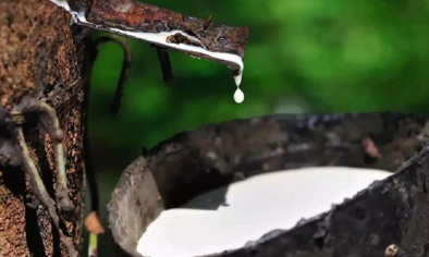 Giá cao su bật tăng, ngành cao su Việt Nam trước ngưỡng chuyển dịch chiến lược