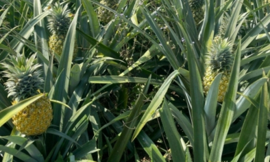 Nghệ An mở rộng hơn 1.130 ha dứa nguyên liệu