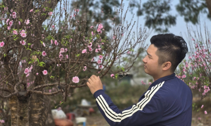 Thị trường đào Tết 2026: Đào cổ thụ hút khách, thương lái kỳ vọng mùa bội thu