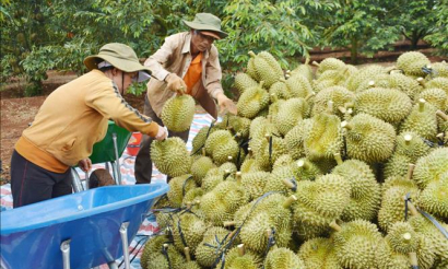 Sầu riêng đạt đỉnh giá kèm nỗi lo bền vững