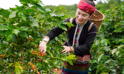 Quảng Trị đánh thức “thủ phủ cà phê” Khe Sanh sau 100 năm