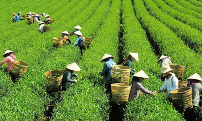 Thị trường chè toàn cầu biến động, xuất khẩu Việt Nam tìm hướng cân bằng