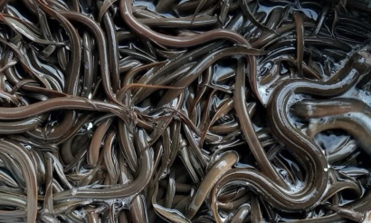 Mô hình cá chình tuần hoàn tạo đà phát triển thủy sản tại Nghệ An