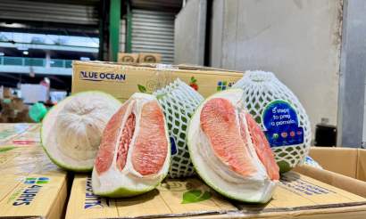 Bưởi Việt vào Úc, gia tăng hiện diện nông sản Việt