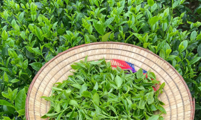 Xuất khẩu chè Việt Nam đón nhận nhiều tín hiệu tích cực